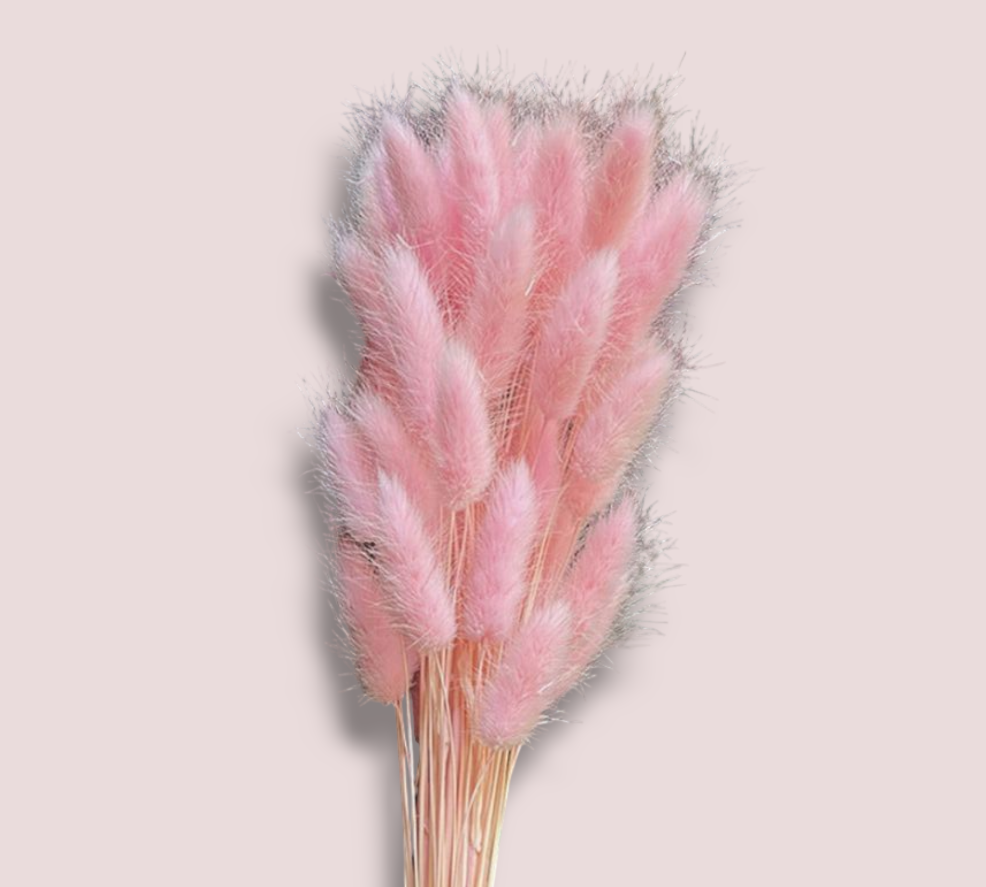 Light pink bunny tails-Dried Flowers-Pampas B