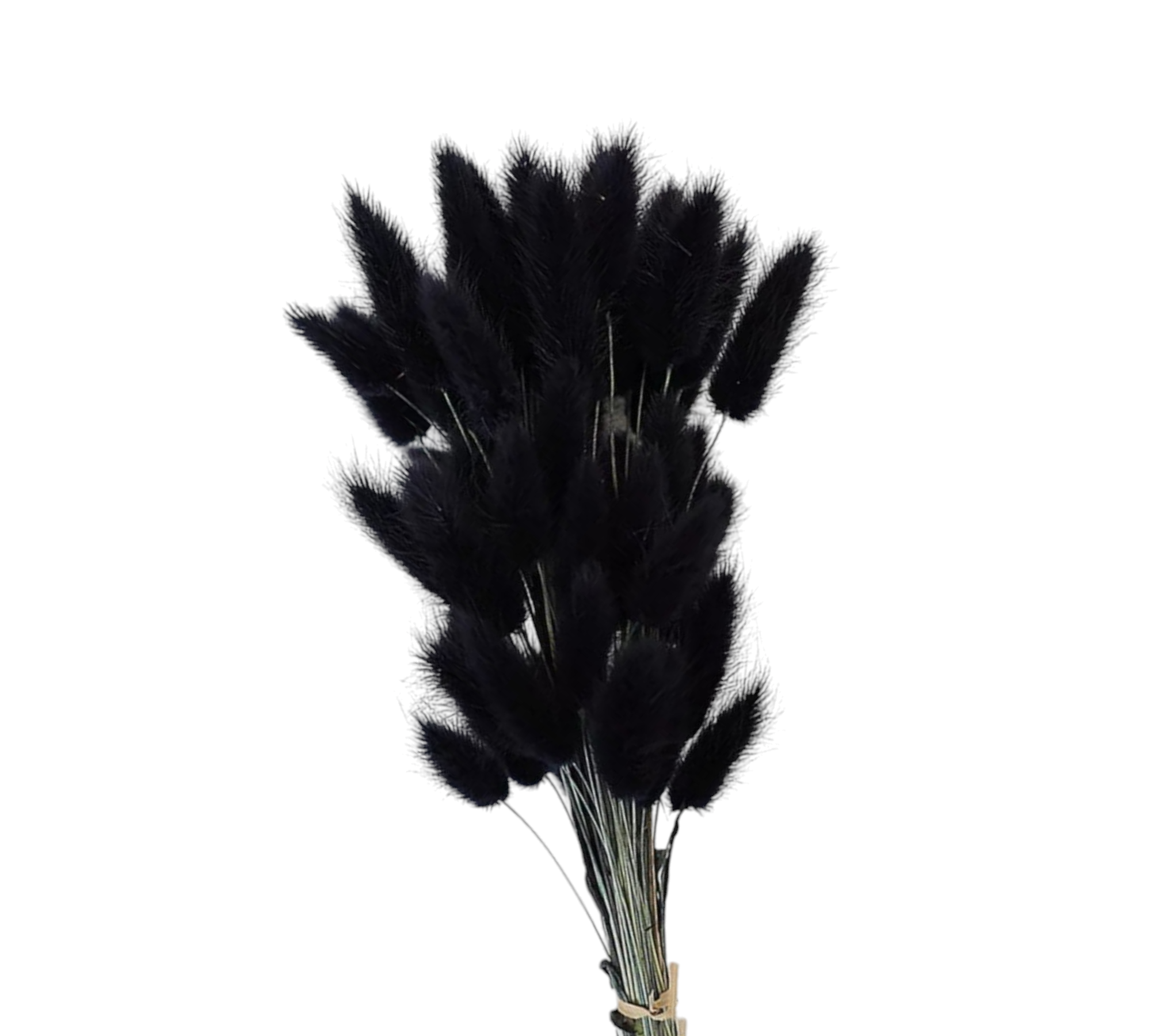 Black Bunny Tails-dried floral-Pampas B