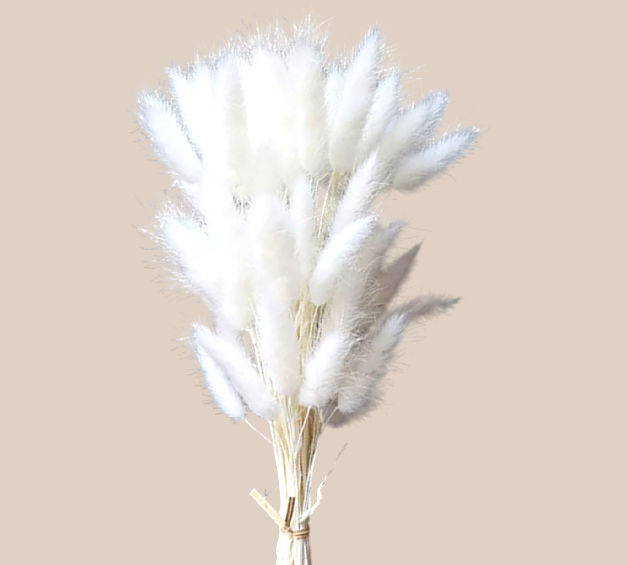 White Bunny Tails-Dried Flowers-Pampas B