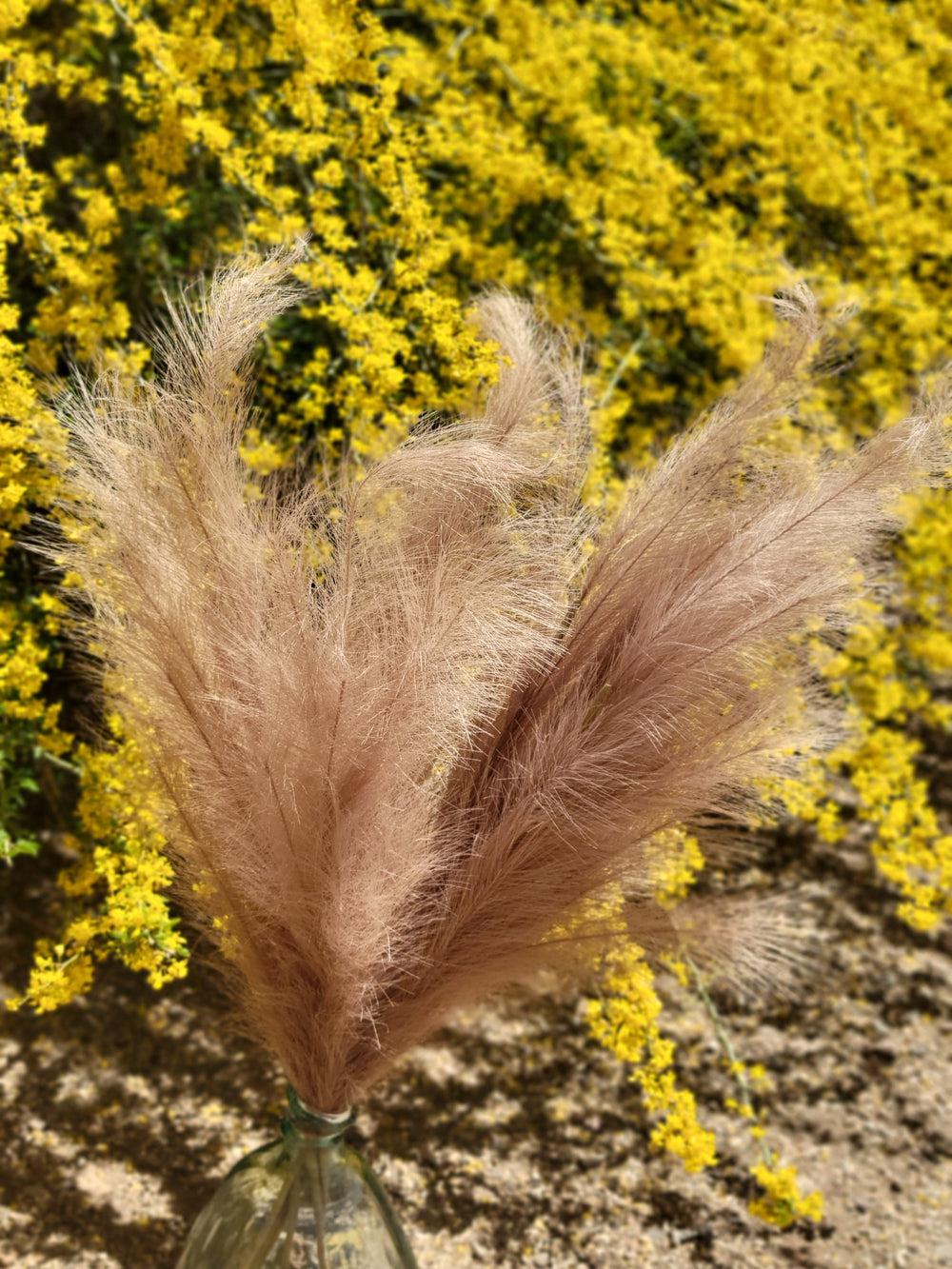 XL carmel Pampas Stem-Pampas B