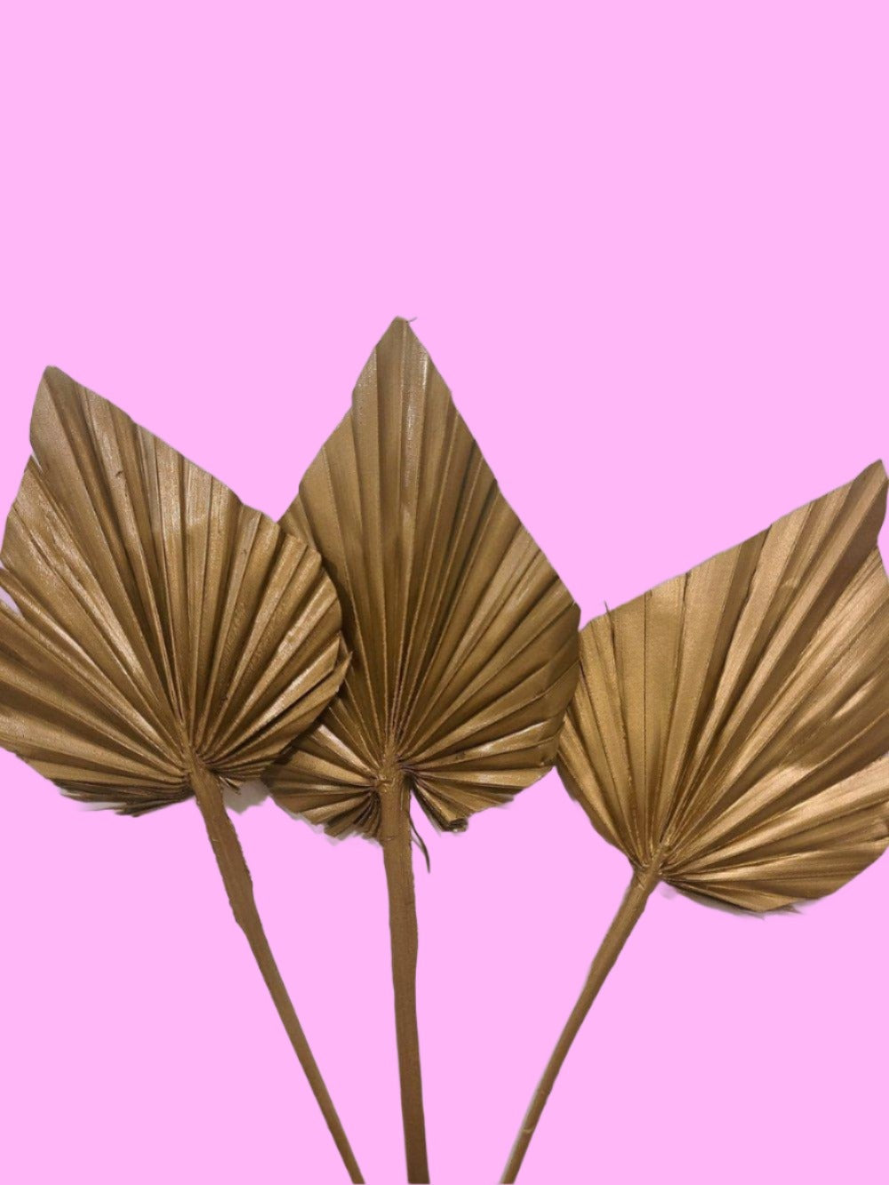 Gold mini palm-Dried Flowers-Pampas B