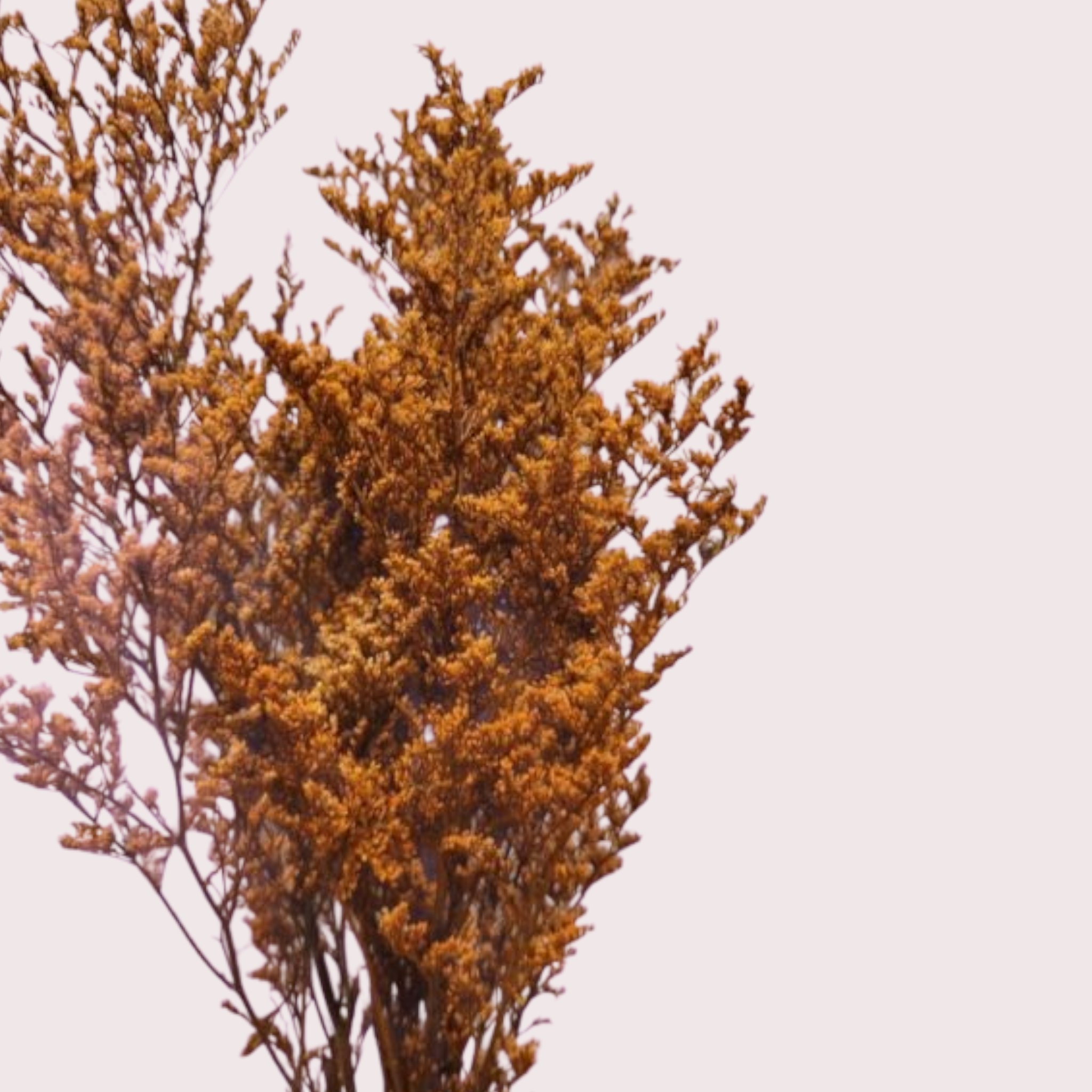 Terracotta lovers grass-dried florals-Pampas B