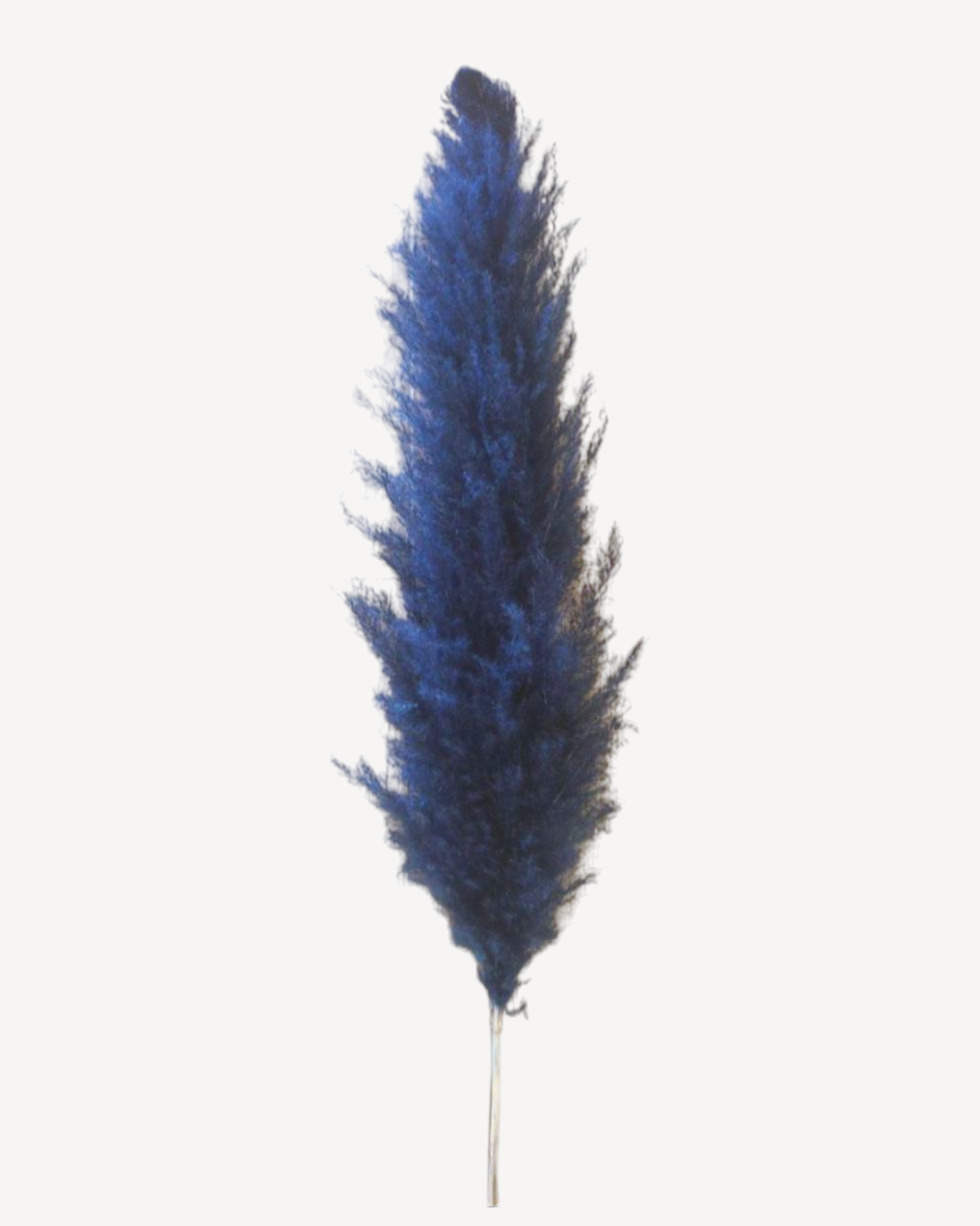 Blue Pampas Stem-Stem-Pampas B