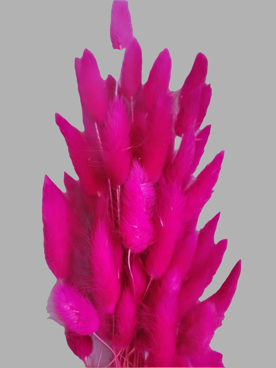 Pink Bunny Tails-Dried Flowers-Pampas B