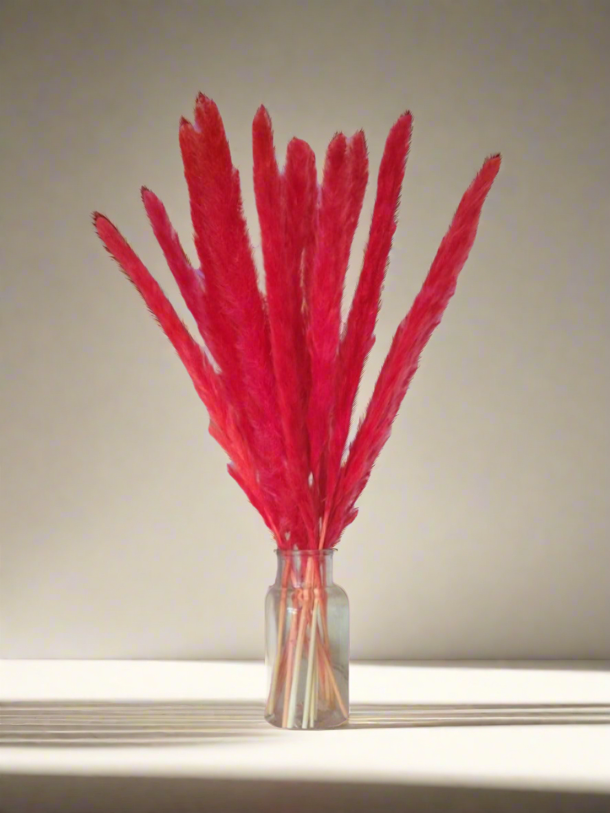 Small Red Pampas