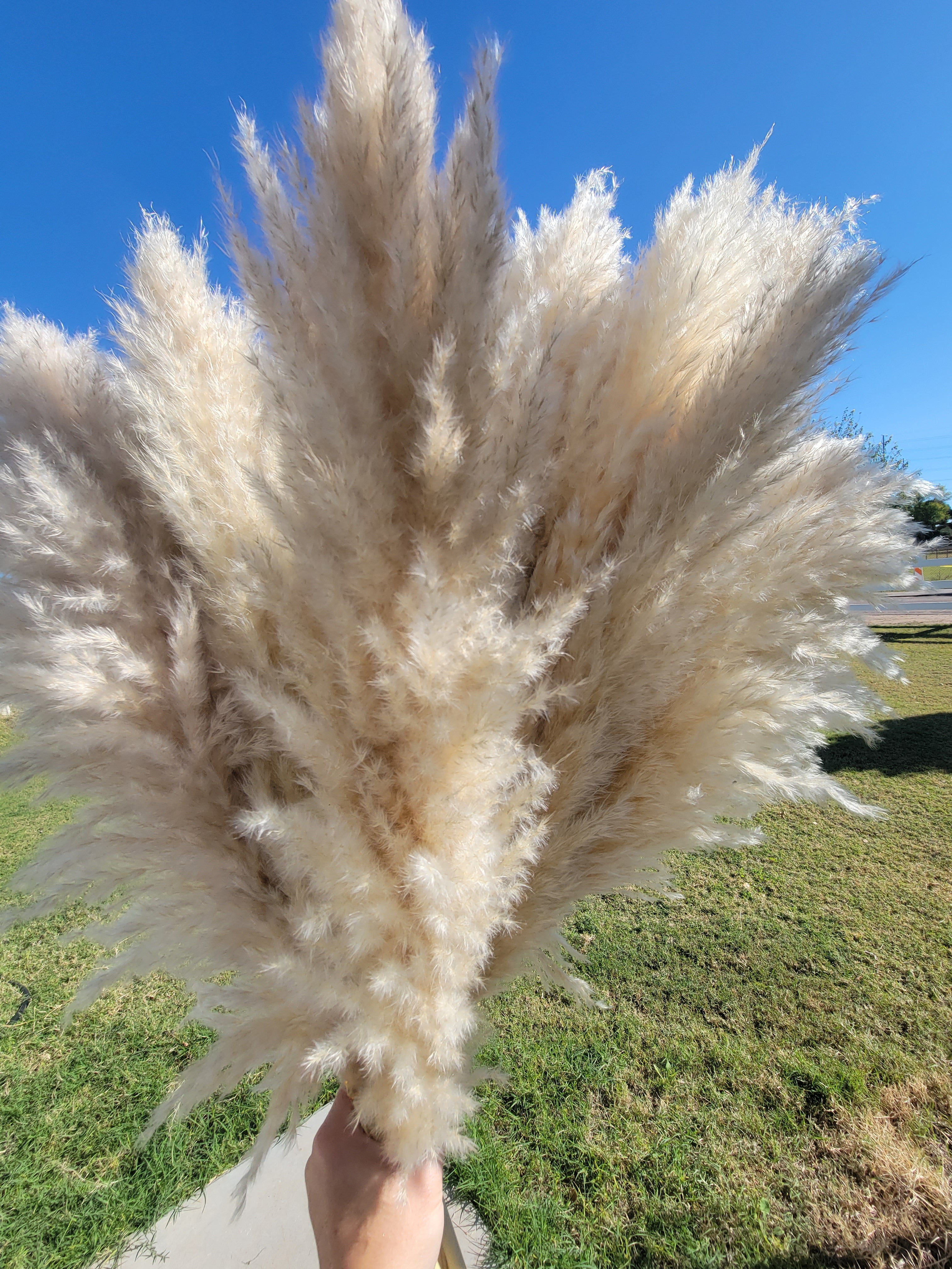 3 foot fluffy neutral beige/ivory fluffy stem set of 3-Pampas B