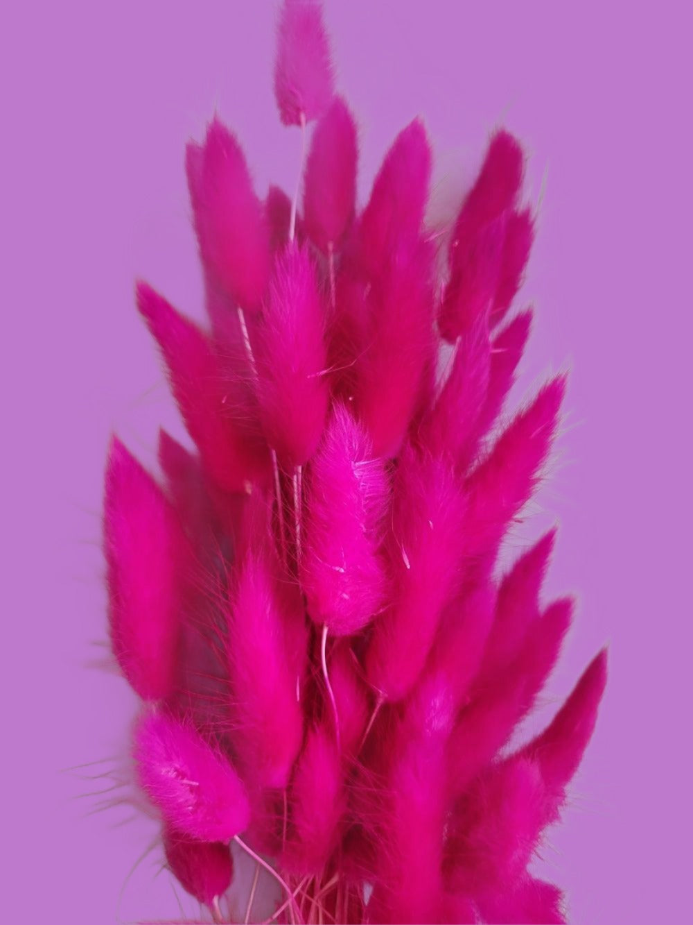Barbie Pink Bunny Tails-Dried Flowers-Pampas B