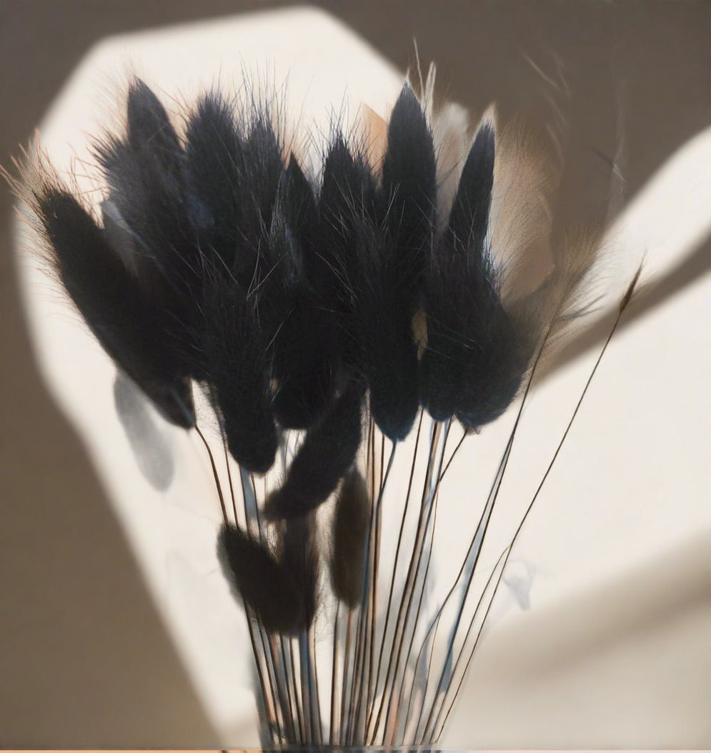 Black Bunny Tails-dried floral-Pampas B