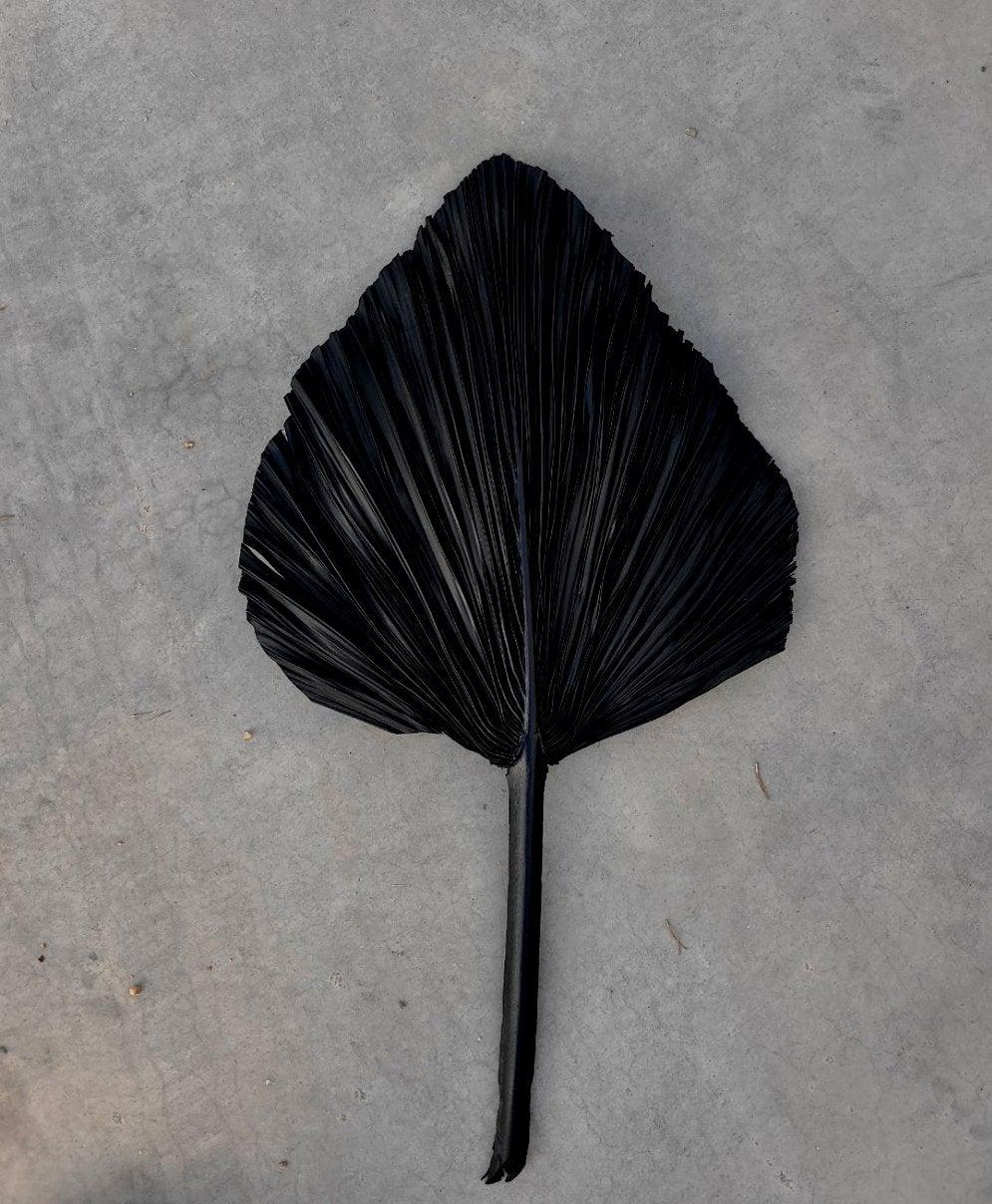 Black Spear Palm (1)-Dried Flowers-Pampas B