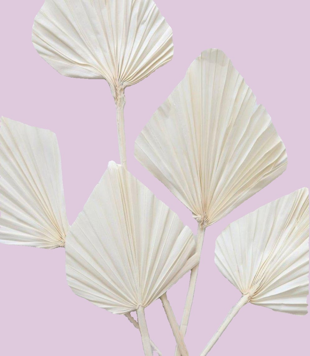 Bleach White Mini Spear Palm (1)-Pampas B