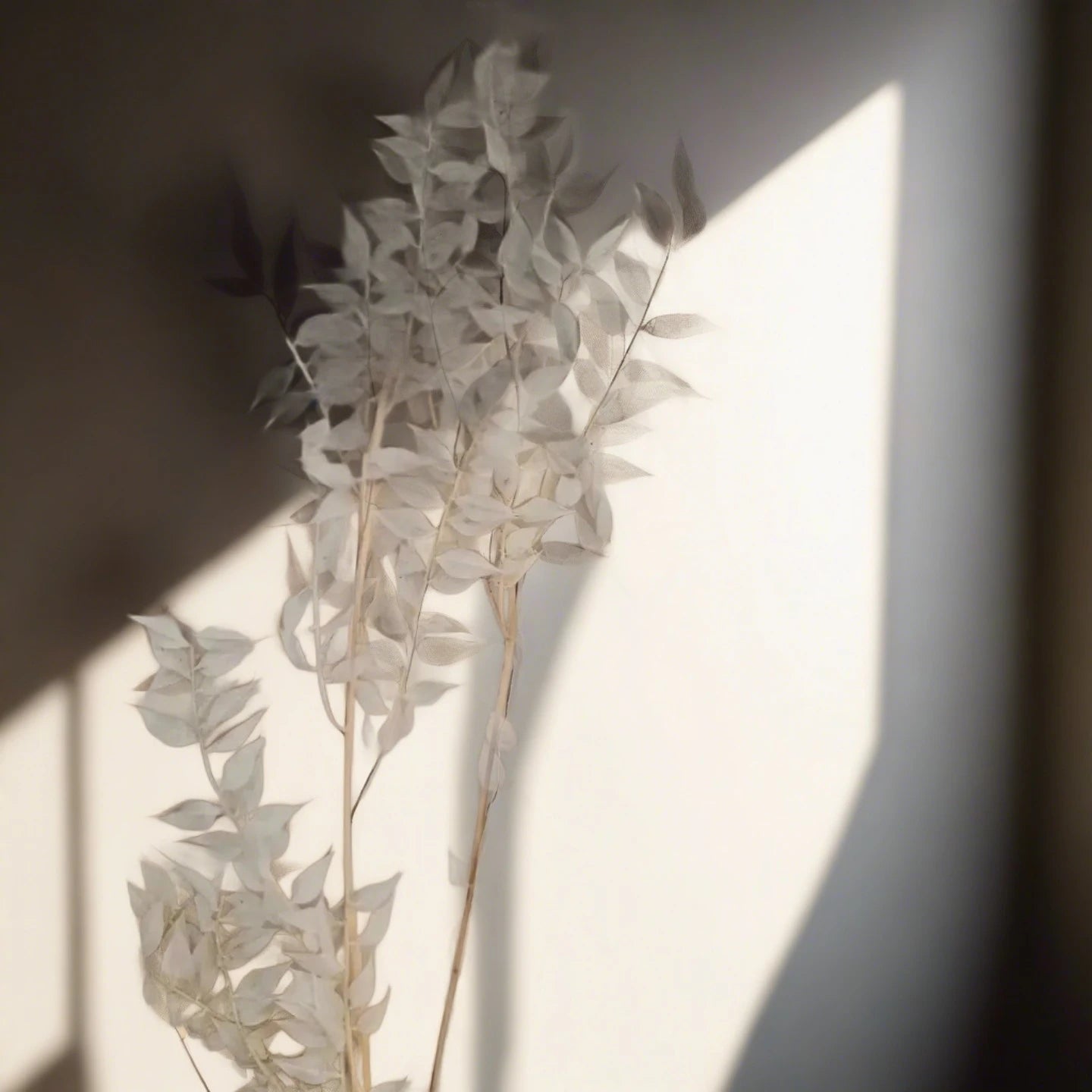 Bleach white preserved ruscus-dried florals-Pampas B