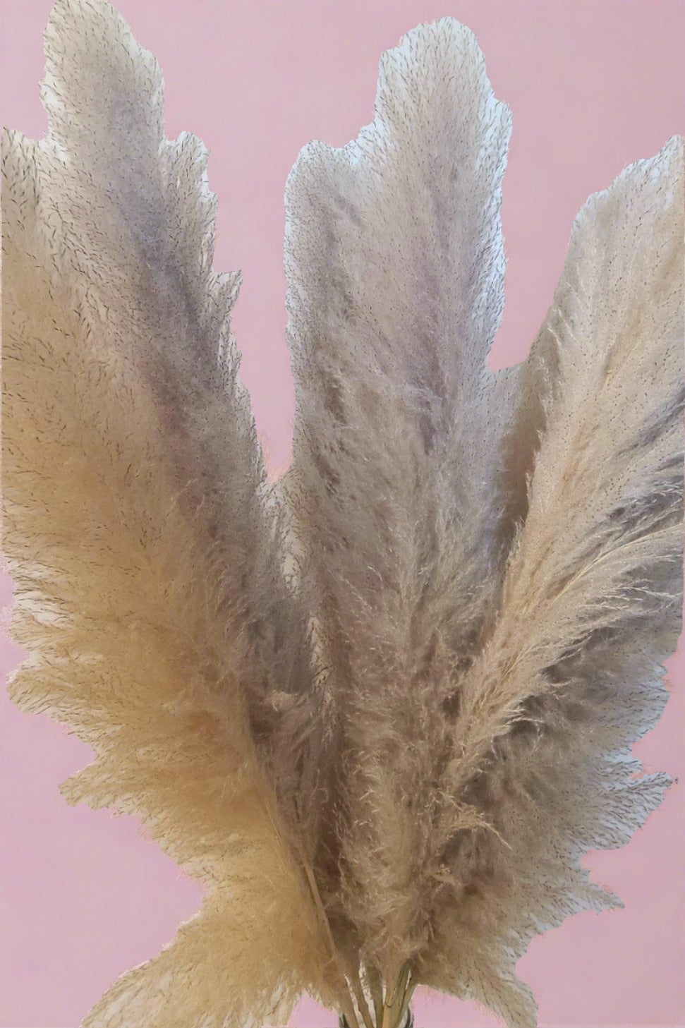 Fluffy Feather Neutral Pampas Grass (1 Stem)-Stem-Pampas B