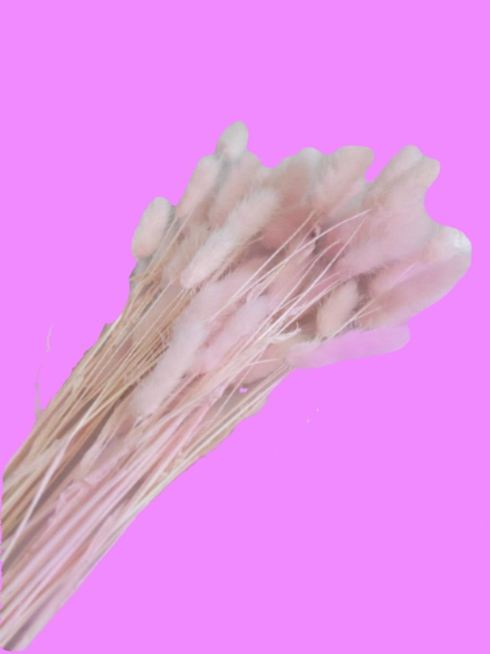 Light pink bunny tails-Dried Flowers-Pampas B