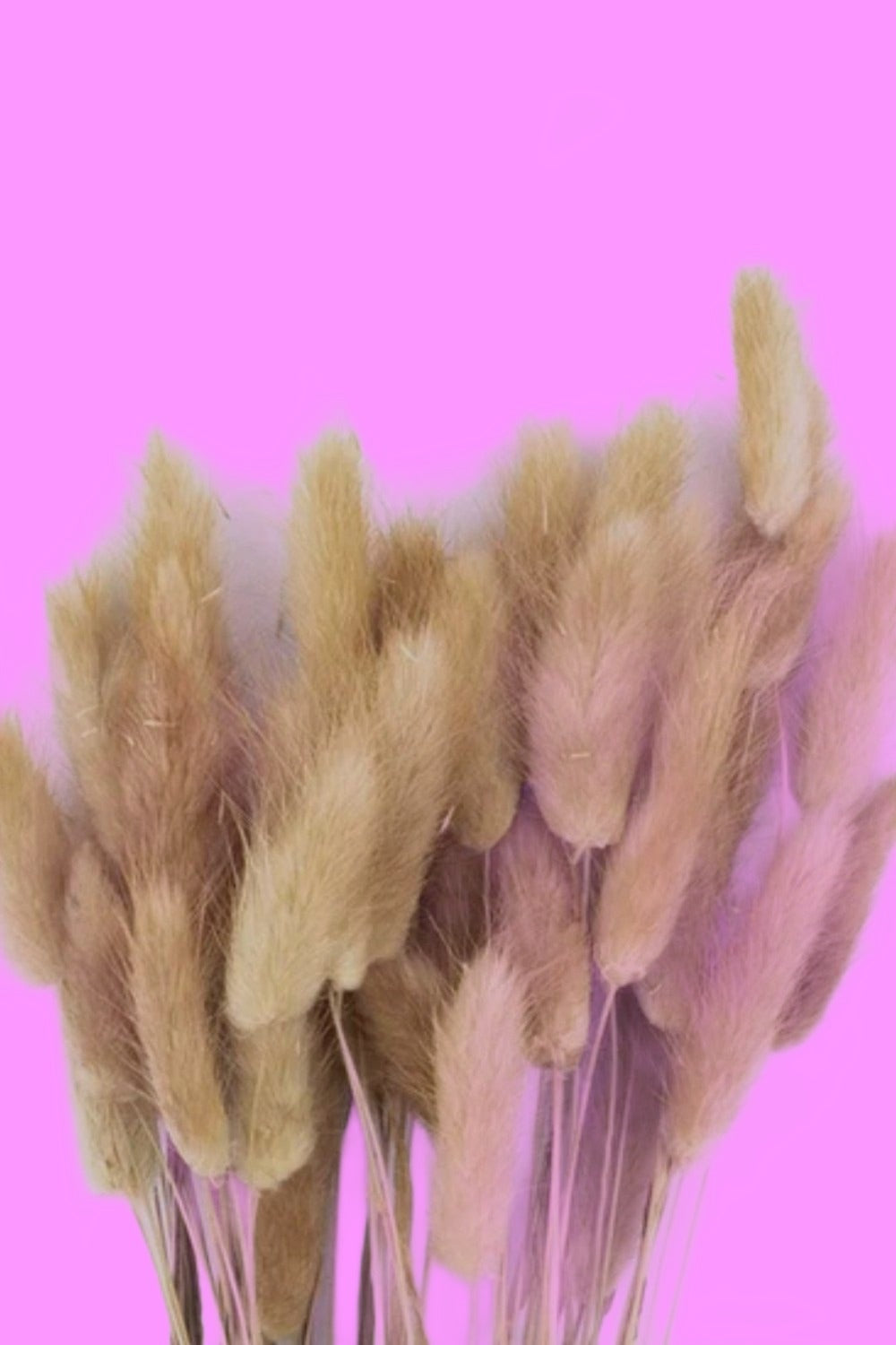 Natural Bunny Tails-Dried Flowers-Pampas B