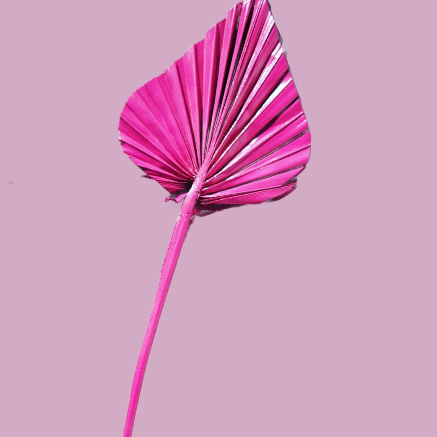 Pink Mini Palm (1)-Dried Flowers-Pampas B