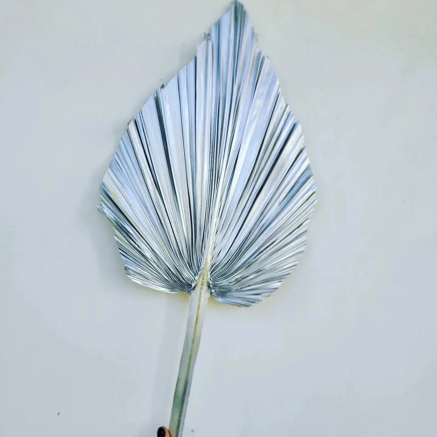 Silver Spear Palm-Dried Flowers-Pampas B