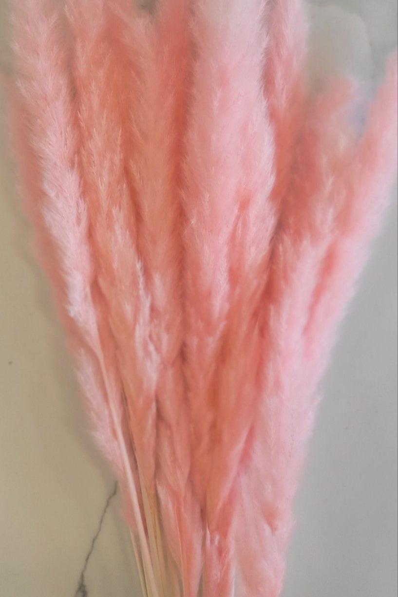 Small Pink Pampas (12)-Dried Flowers-Pampas B