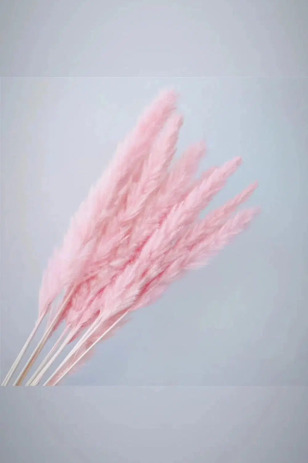 Small Pink Pampas (12)-Dried Flowers-Pampas B