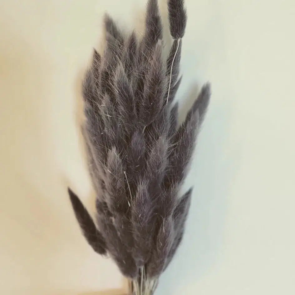 Smokey Grey Bunny Tails-Dried Flowers-Pampas B