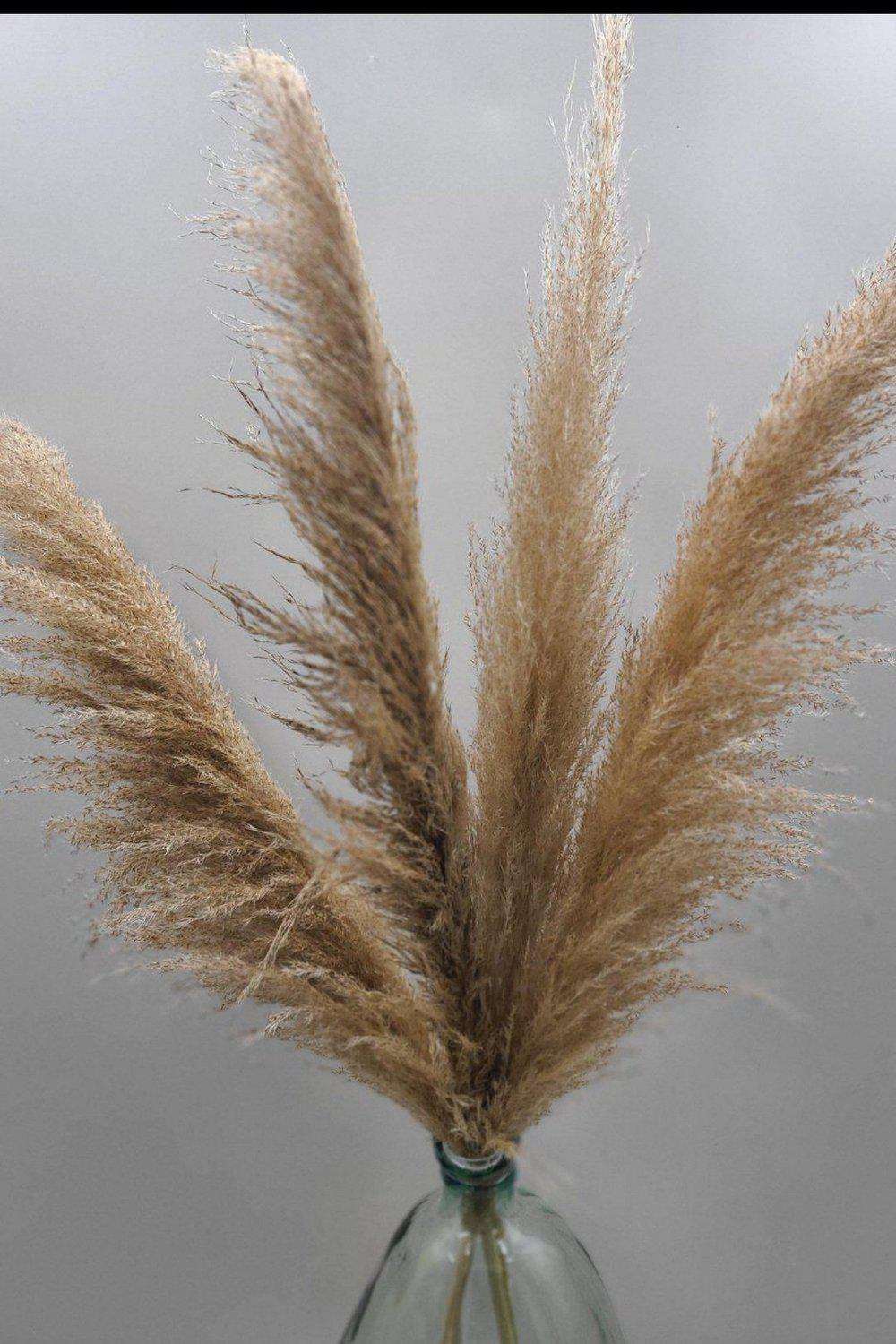 Wheat Stem bundle (6)-Pampas B