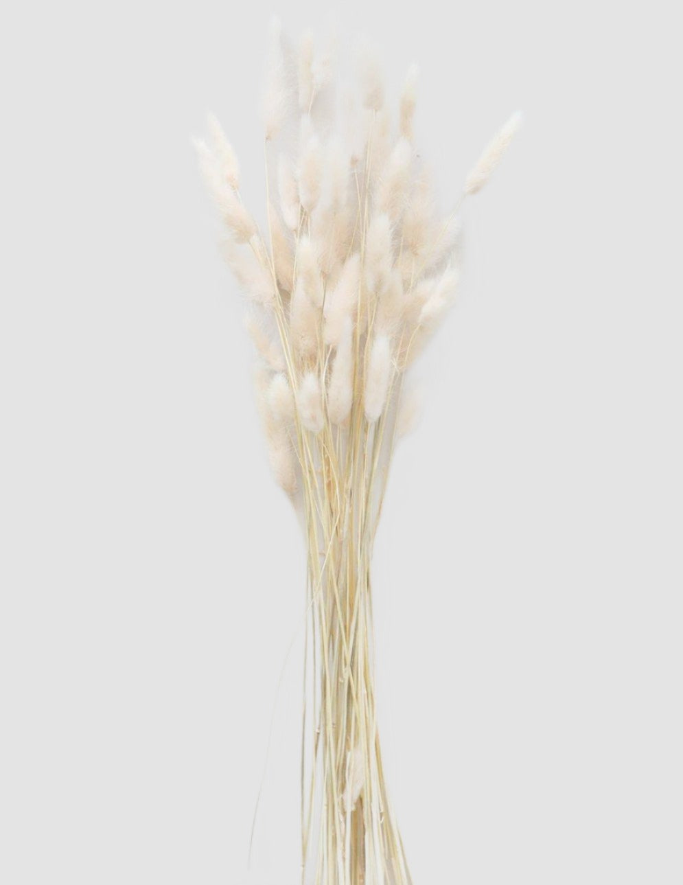 White Bunny Tails-Dried Flowers-Pampas B