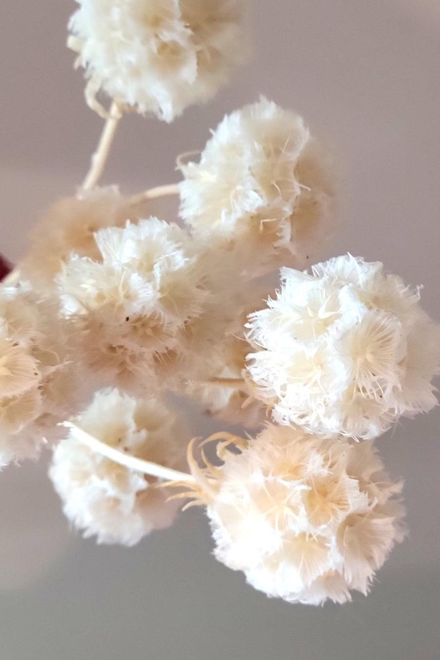 Windmill fruit pack-Dried Flowers-Pampas B